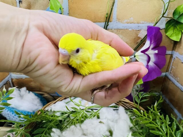 セキセイインコ
