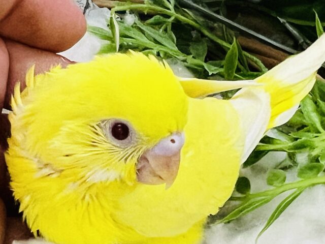 セキセイインコ