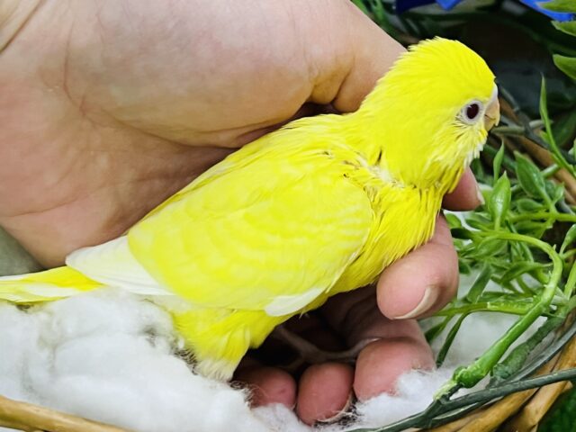 セキセイインコ