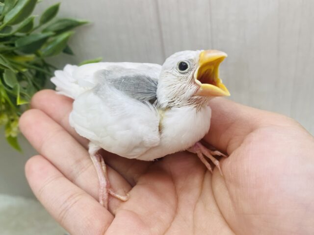 白文鳥