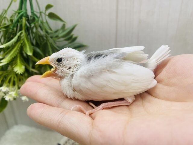 白文鳥