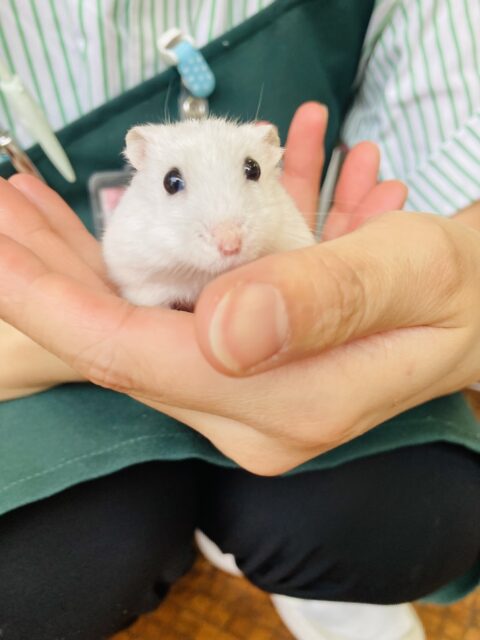 ドワーフハムスターの1種