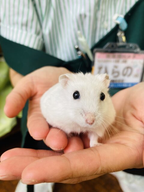 ドワーフハムスターの1種