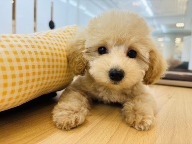 激かわ兄妹の参上〜！トイプードルちゃん！