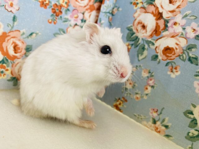 ドワーフハムスターの1種