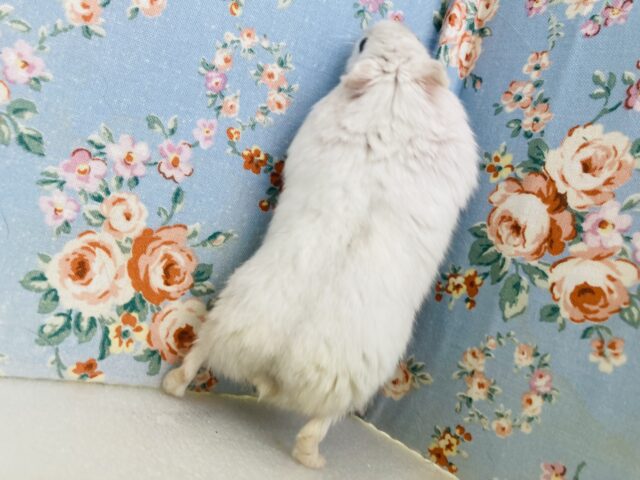 ドワーフハムスターの1種