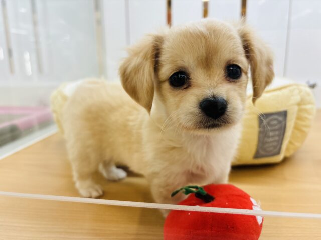 あたちの可愛さでとろけちゃうかも♡ミックス犬ちゃん(チワワ×ミニチュアダックス)