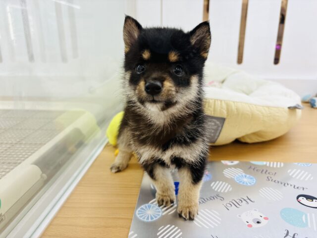 可愛さにくぎ付け♡♡ミックス犬くん(ポメラニアン×豆柴犬)