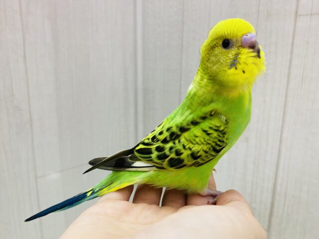 セキセイインコ