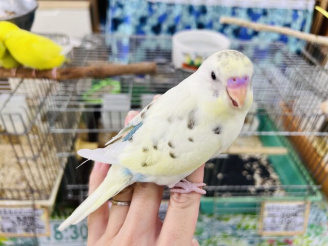 セキセイインコ