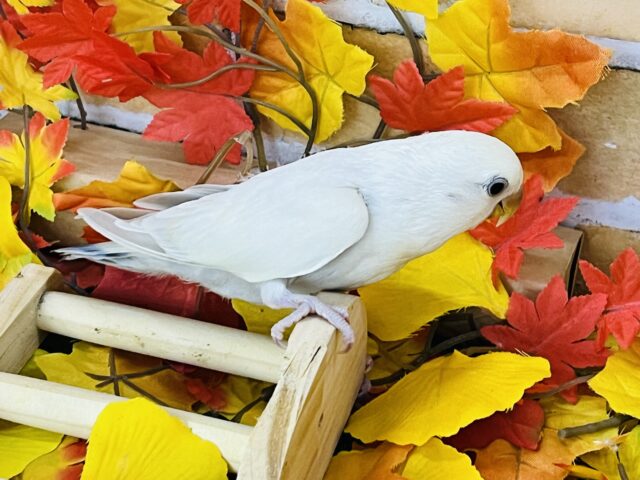 コザクラインコ（小桜インコ）