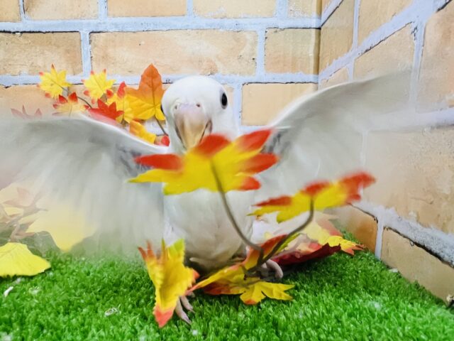 コザクラインコ（小桜インコ）