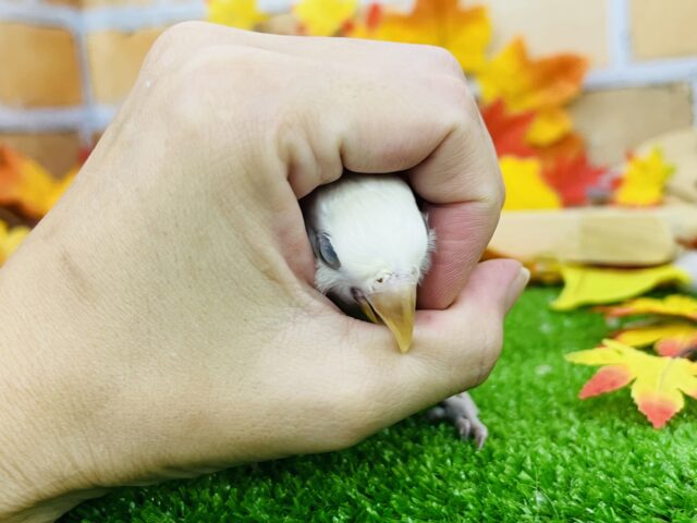 コザクラインコ（小桜インコ）