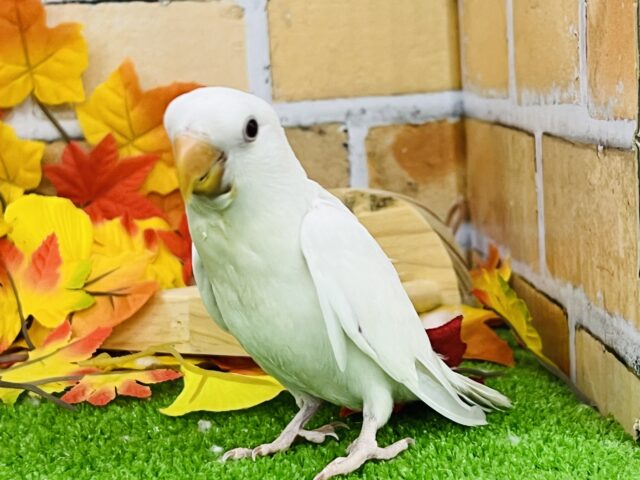 コザクラインコ（小桜インコ）