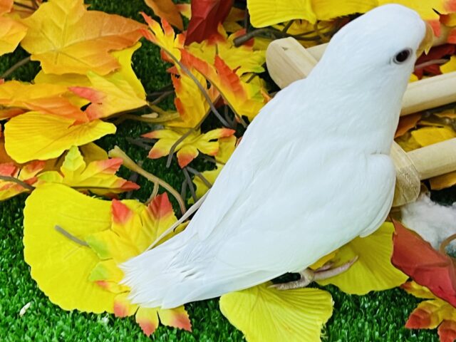 コザクラインコ（小桜インコ）