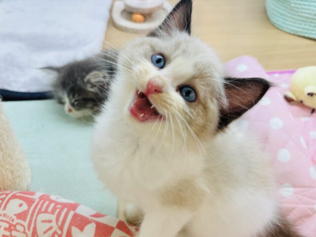 僕の魅力にどっぷりハマって♡ラグドールくん！