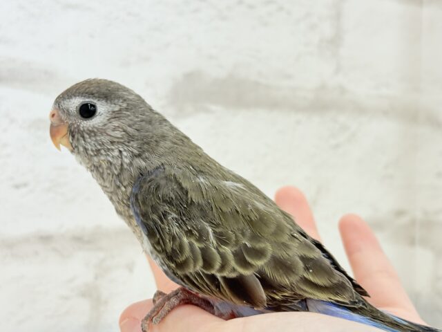 アキクサインコ（秋草インコ）