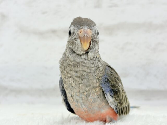 アキクサインコ（秋草インコ）