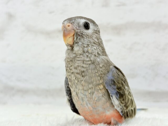 アキクサインコ（秋草インコ）