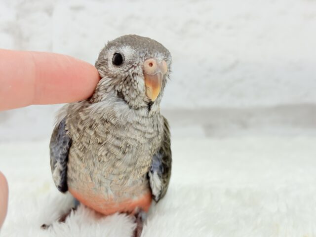 アキクサインコ（秋草インコ）