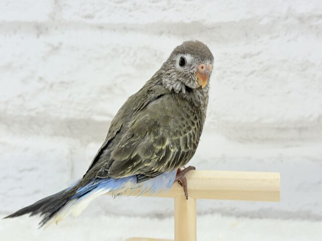 アキクサインコ（秋草インコ）