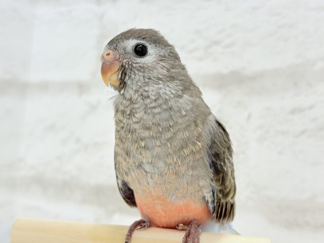 アキクサインコ（秋草インコ）