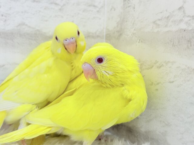 セキセイインコ