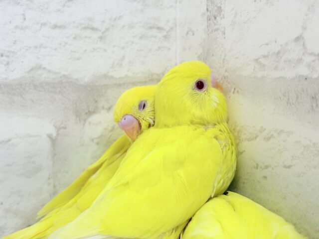 セキセイインコ