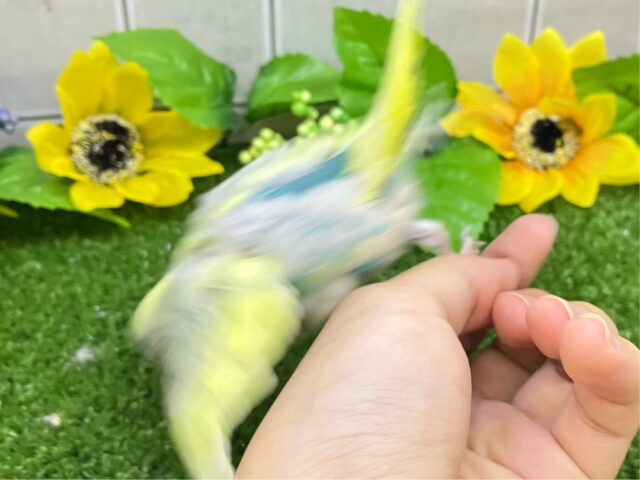 セキセイインコ