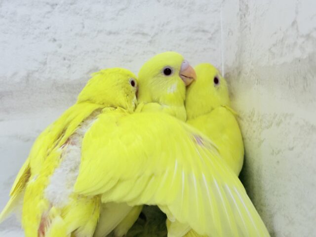 セキセイインコ