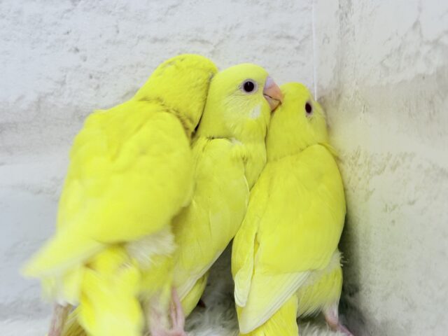 セキセイインコ