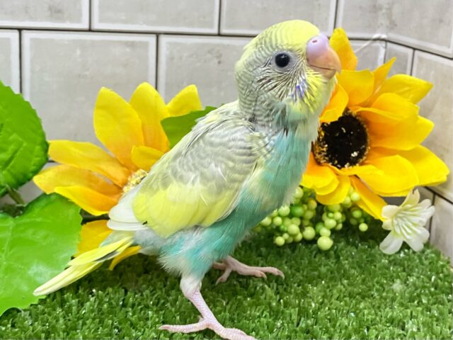 セキセイインコ