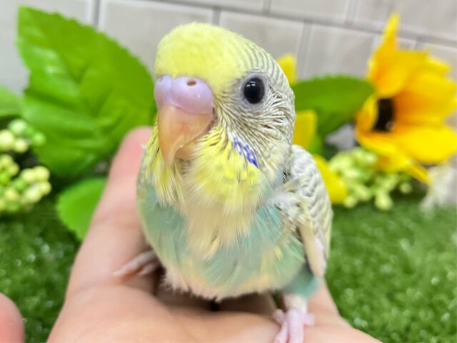 空とLET’S DANCE🏞∗*ﾟバナ〜ナ𝑶𝒍𝒆❕💃🍌セキセイインコ(パステルレインボーパイド/2025年7月生まれ)