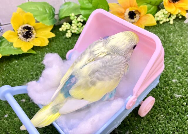 セキセイインコ