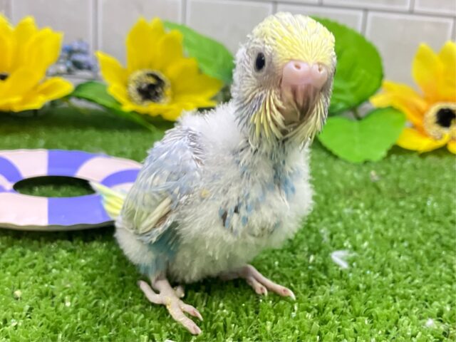 セキセイインコ