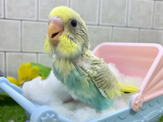 セキセイインコ