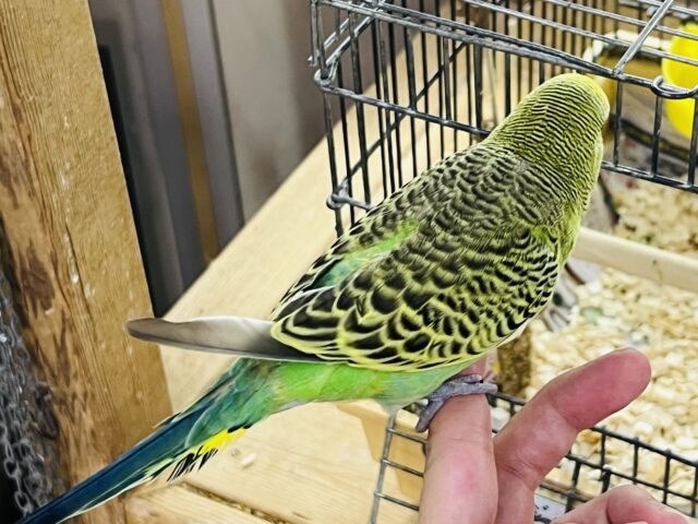 ジャンボセキセイインコ