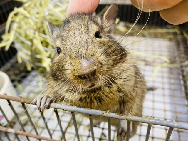 最新画像有ります🌟ピーンとしたお耳ですべてお見通し〜⁉️デグーアグーチカラー⭐️