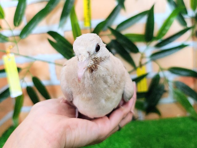 ジュズカケバト