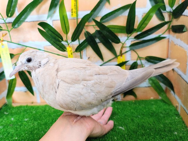 ジュズカケバト