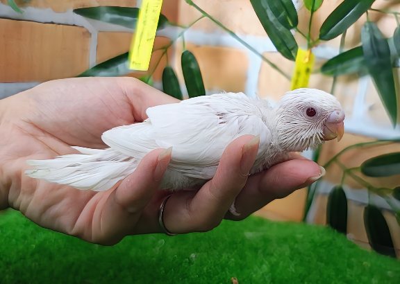 セキセイインコ