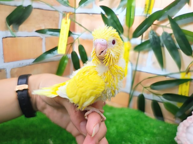 セキセイインコ