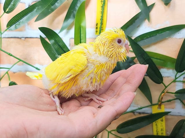 セキセイインコ