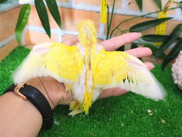 セキセイインコ