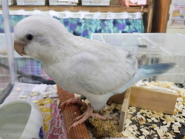 オキナインコ