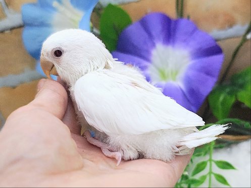 コザクラインコ（小桜インコ）