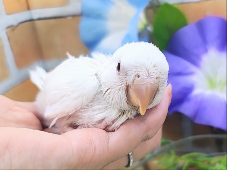 コザクラインコ（小桜インコ）