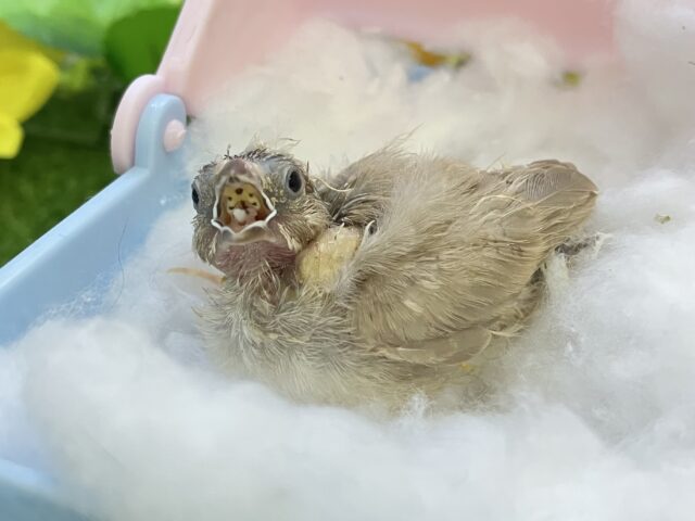 錦花鳥（キンカチョウ）