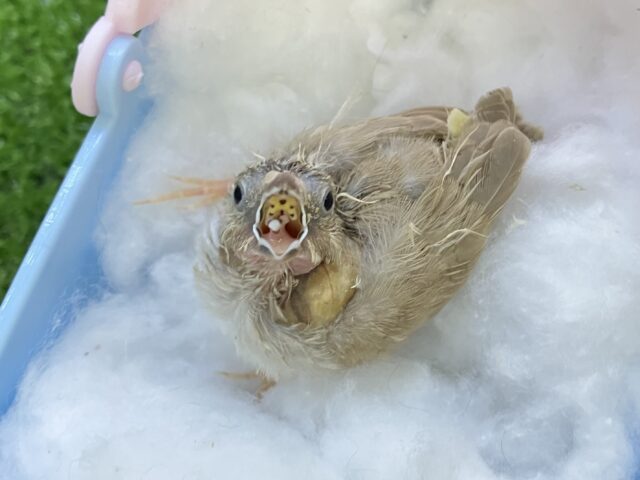 錦花鳥（キンカチョウ）