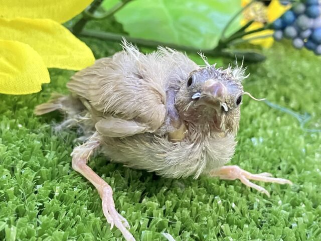 錦花鳥（キンカチョウ）